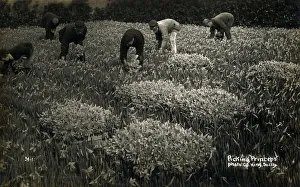 Picking Princeps Pseudonarcissus Daffodils on the Scilly Isles, Cornwall. Date: circa 1920s Picking Princeps Pseudonarcissus Daffodils on the Scilly Isles, Cornwall. Date: circa 1920s