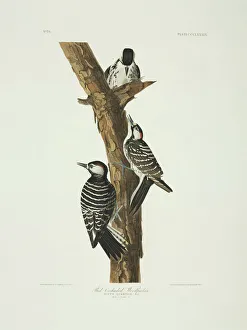 Picoides borealis, red-cockaded woodpecker Picoides borealis, red-cockaded woodpecker