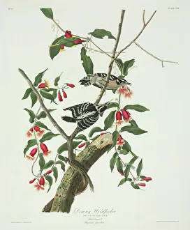 Picoides pubescens, downy woodpecker Picoides pubescens, downy woodpecker