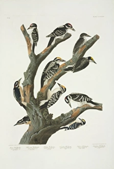 Picoides villosus, Picoides tridactylus, Picoides pubescens Picoides villosus, Picoides tridactylus, Picoides pubescens