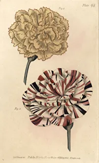 Picotee carnation 1 and scarlet bizard carnation Picotee carnation 1 and scarlet bizard carnation