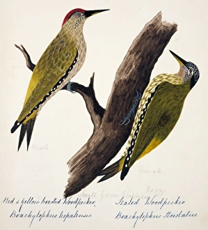Picus xanthopygaeus, Picus squamatus Picus xanthopygaeus, Picus squamatus