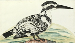 Pied Kingfisher, Ceryle rudis