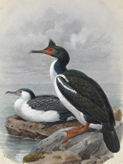 Pied Shag Karuhiruhi, Chatham Island Shag Pied Shag Karuhiruhi, Chatham Island Shag