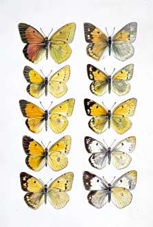 Pieridae sp., clouded yellow butterflies Pieridae sp., clouded yellow butterflies