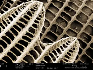 Scanning Electron Microscope Image Prints: Pieris rapae, small white