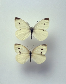 Pieris rapae, small white butterflies Pieris rapae, small white butterflies