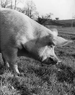 Farming Countryside Scene Prints: A pig in a field