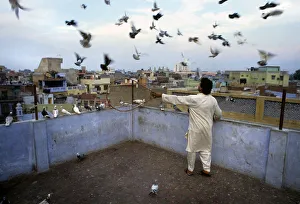 Pigeon fancier - kabooter baz - Old Delhi, India Pigeon fancier - kabooter baz - Old Delhi, India