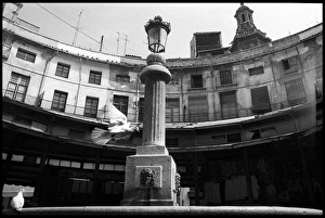 Pigeon flying central market, Valencia, Spain Pigeon flying central market, Valencia, Spain