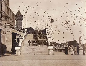 Pigeon racing at Crystal Palace, London Pigeon racing at Crystal Palace, London