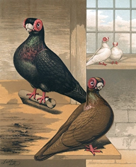 Pigeons - Black and Dun Barbs, English Fancy Breed Pigeons - Black and Dun Barbs, English Fancy Breed