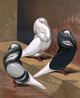 Pigeons - Blue, White and Black Jacobins, Fancy Breed Pigeons - Blue, White and Black Jacobins, Fancy Breed