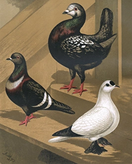 Pigeons - Burmese or Florentine, Starling and Spot Fairy Pigeons - Burmese or Florentine, Starling and Spot Fairy