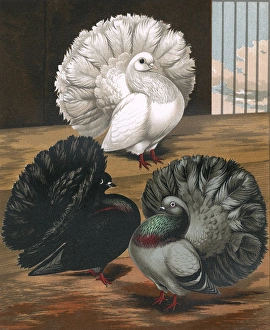 Pigeons - English Fantails or Garden Fantails Pigeons - English Fantails or Garden Fantails