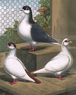 Pigeons - A Red Helmet, Black Lahore and Yellow Spot Pigeons - A Red Helmet, Black Lahore and Yellow Spot