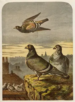 Prints of Pigeons on the rooftops (Columbidae species) Pigeon Prints: Pigeons on Rooftops Print