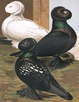 Pigeons - Three Russian Trumpeters, Fancy Breed Pigeons - Three Russian Trumpeters, Fancy Breed