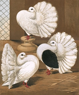 Pigeons - Scotch Fantails or Broad-Tailed Shakers Pigeons - Scotch Fantails or Broad-Tailed Shakers