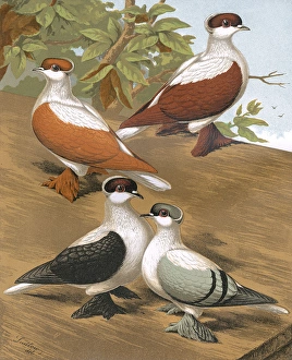 Pigeons - Varieties of Swallows, German Toy Breed Pigeons - Varieties of Swallows, German Toy Breed