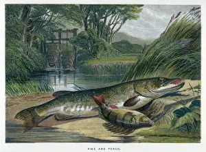 Prints of A pike and a perch Perch Prints: A Pike and a Perch Print
