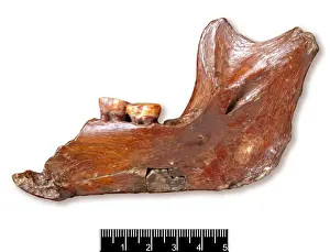 Piltdown Man Hoax Prints: Piltdown 1 jaw
