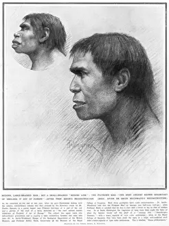 Piltdown Man Reconstruction Print: A Hoax Exposed