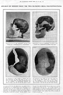 Piltdown Man: reconstructed skulls compared Piltdown Man: reconstructed skulls compared