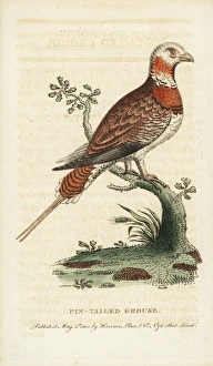 Pin-tailed sandgrouse, Pterocles alchata Pin-tailed sandgrouse, Pterocles alchata