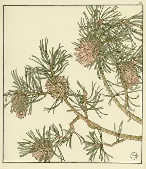 Pine Cone Decorative Flower Study Print, 1899