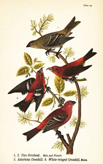 Pine grosbeak, red crossbill and white-winged crossbill Pine grosbeak, red crossbill and white-winged crossbill