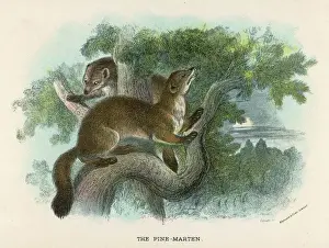 Wildlife Photography UK Prints: Pine Marten in Tree 19C