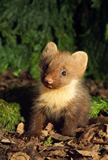 Pine Marten - young, on forest floor Pine Marten - young, on forest floor