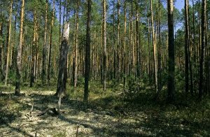 Pine taiga - forest with forest floor covered in Pine taiga - forest with forest floor covered in