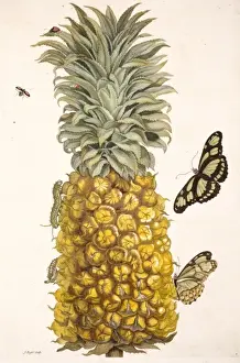 Prints of Plate 2 from Metamorphosis Insectorum Surinamensium by Maria Sybilla Merian Sybilla Prints: Pineapple with Insects Print from Metamorphosis Insectorum Surinamensium