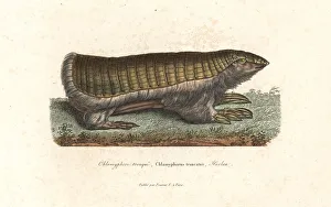 Pink fairy armadillo or pichiciego, Chlamyphorus truncatus Pink fairy armadillo or pichiciego, Chlamyphorus truncatus