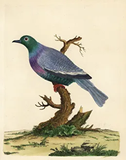 Pink-necked green pigeon, Treron vernans vernans Pink-necked green pigeon, Treron vernans vernans