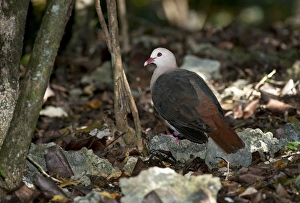 Pink pigeon Pink pigeon