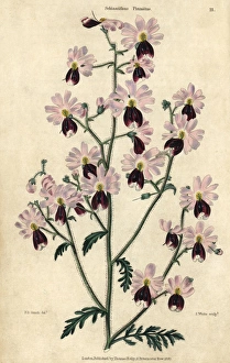 Pink and purple flowered poor mans orchid Pink and purple flowered poor mans orchid