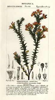 Pink swamp heath, Sprengelia incarnata Pink swamp heath, Sprengelia incarnata