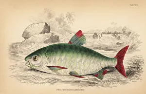 Pink-tailed chalceus, Chalceus macrolepidotus Pink-tailed chalceus, Chalceus macrolepidotus