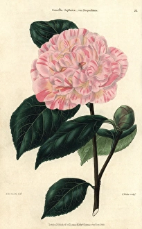 Pink and yellow flowered camellia, Camellia Pink and yellow flowered camellia, Camellia
