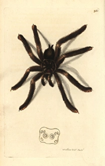 Pinktoe tarantula, Avicularia metallica Pinktoe tarantula, Avicularia metallica
