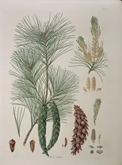 Pinus strobus L. Weymouth or white pine Pinus strobus L. Weymouth or white pine