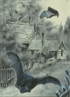 Pipistrellus pipistrellus, common pipistrelle Pipistrellus pipistrellus, common pipistrelle