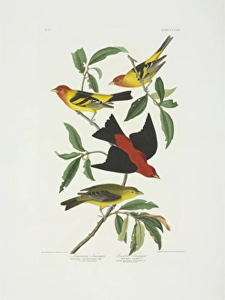 Piranga ludoviciana, western tanager, Piranga olivacea, scar Piranga ludoviciana, western tanager, Piranga olivacea, scar