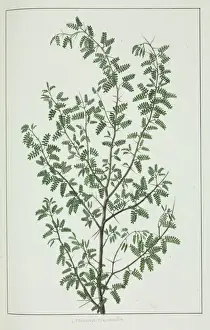 Eudicot Flowering Plants Prints: Pithecellobium circinale