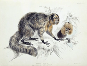 Pithecia sp., saki and Pithecia leucocephala, white-headed s Pithecia sp., saki and Pithecia leucocephala, white-headed s