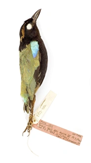 Pitta Iris, from the Gould Collection Pitta Iris, from the Gould Collection