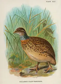 Prints of COLLARED PLAIN WANDERER pedionomus torquatus Only one species is known, and it lives in Australia Plains Wanderer Prints: Collared Plain Wanderer Print